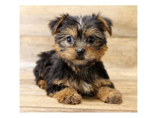 Yorkshire Terrier DOG Female Black / Gold 17890 Petland Topeka, Kansas