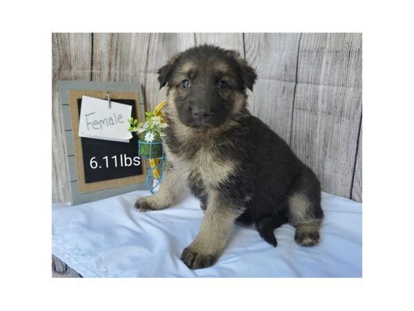 German Shepherd Dog DOG Female Black / Tan 17894 Petland Topeka, Kansas