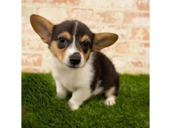 Pembroke Welsh Corgi DOG Male Black White / Tan 17900 Petland Topeka, Kansas