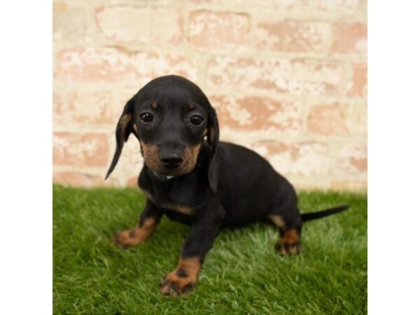 Dachshund-DOG-Male-Black / Tan-17899-Petland Topeka, Kansas