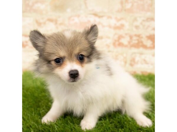 Pomeranian DOG Female Cream Sable 17901 Petland Topeka, Kansas