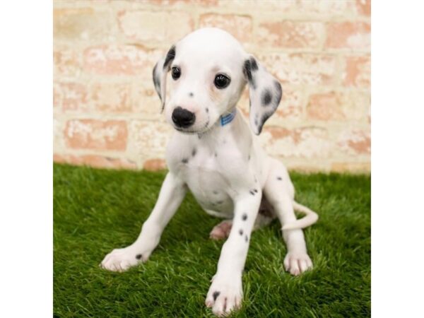 Dalmatian DOG Female White 17909 Petland Topeka, Kansas