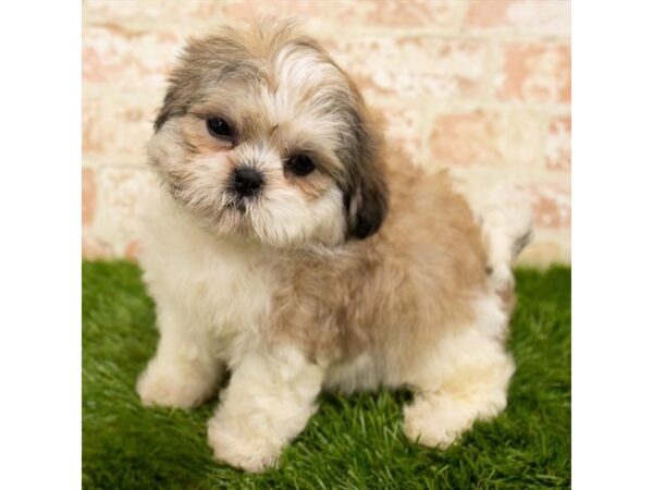 Shih Tzu DOG Female Gold / White 17912 Petland Topeka, Kansas