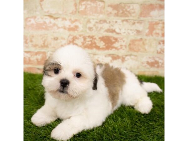 Lhasa Apso DOG Female Gold 17910 Petland Topeka, Kansas