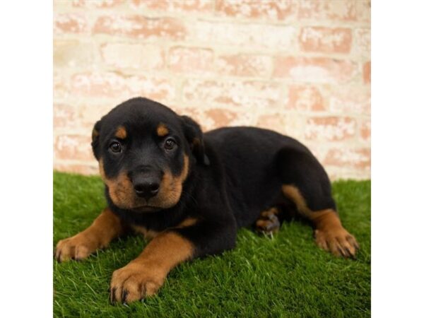 Rottweiler DOG Female Black / Rust 17911 Petland Topeka, Kansas