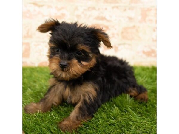 Yorkshire Terrier DOG Female Black / Tan 17913 Petland Topeka, Kansas