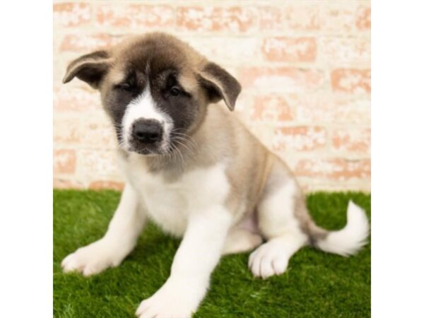 Akita-DOG-Female-Fawn-17908-Petland Topeka, Kansas