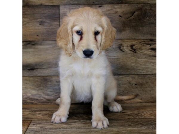 Goldendoodle DOG Female Golden 17917 Petland Topeka, Kansas