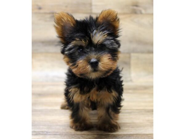 Silky Terrier DOG Female Black / Tan 17916 Petland Topeka, Kansas