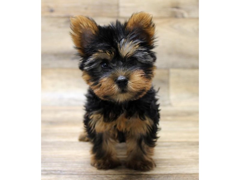 Teacup silky terrier puppies best sale for sale
