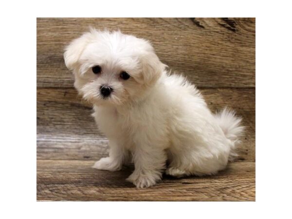 Maltese DOG Female White 17918 Petland Topeka, Kansas