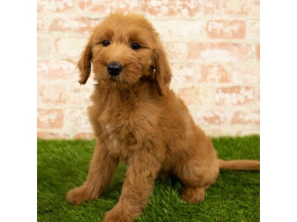 Goldendoodle DOG Female Golden 17921 Petland Topeka, Kansas