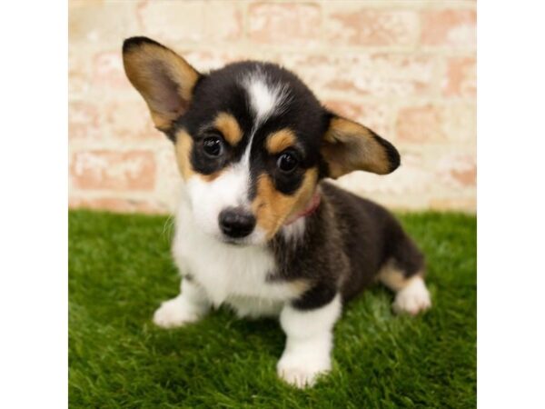 Pembroke Welsh Corgi DOG Female Black White / Tan 17919 Petland Topeka, Kansas