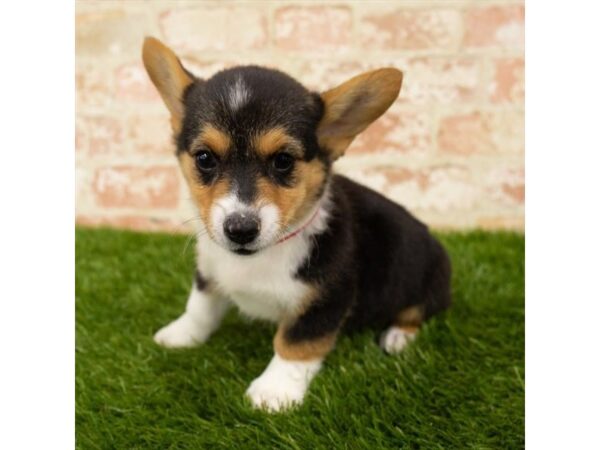 Pembroke Welsh Corgi DOG Female Black White / Tan 17920 Petland Topeka, Kansas