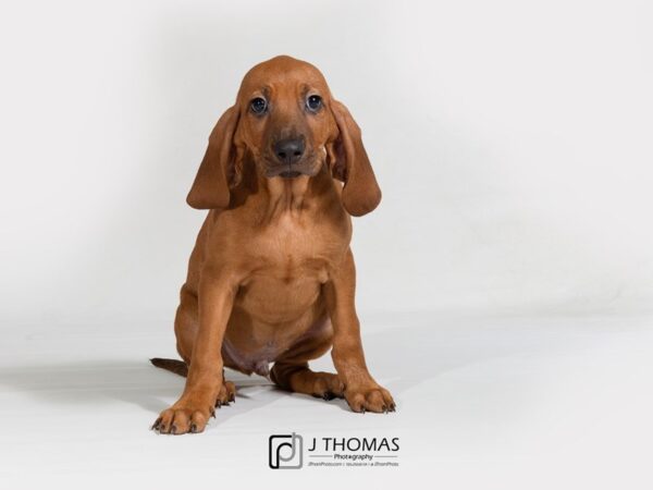 Bloodhound DOG Male 17869 Petland Topeka, Kansas