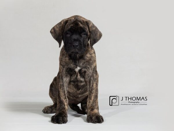 English Mastiff DOG Female Brindle 17915 Petland Topeka, Kansas