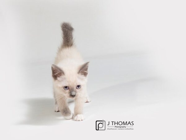 Siamese CAT Female Blue Point 17914 Petland Topeka, Kansas