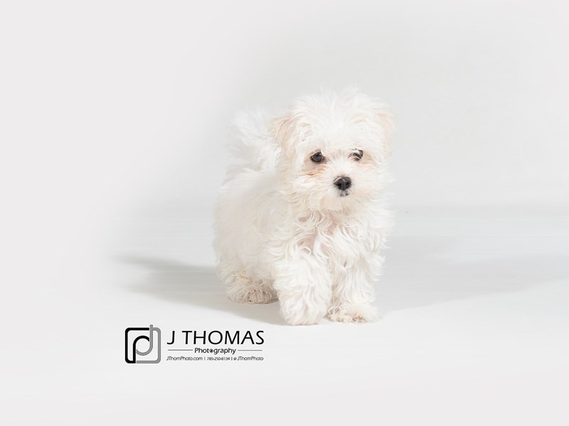 Maltese-DOG-Female-White-2772338-Petland Topeka, Kansas