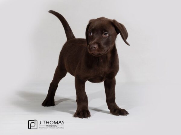 Labrador Retriever DOG Male Chocolate 17896 Petland Topeka, Kansas