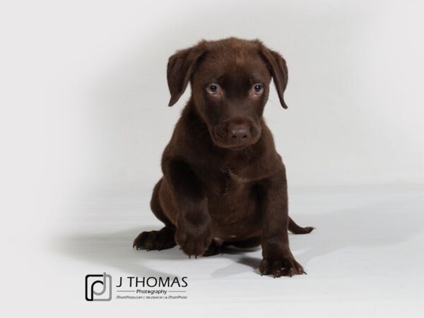 Labrador Retriever DOG Male Chocolate 17895 Petland Topeka, Kansas