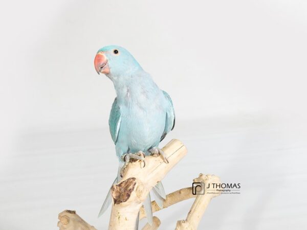 Turquoise Indian Ringneck BIRD Male 17757 Petland Topeka, Kansas