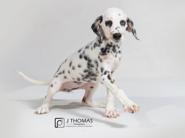 Dalmatian DOG Female 17922 Petland Topeka, Kansas