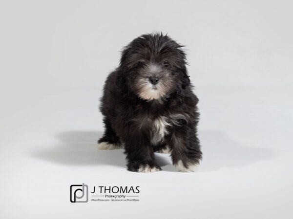 Lhasa/Maltese-DOG-Female--17923-Petland Topeka, Kansas