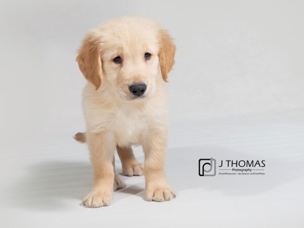 Golden Retriever-DOG-Male-Cream-17924-Petland Topeka, Kansas