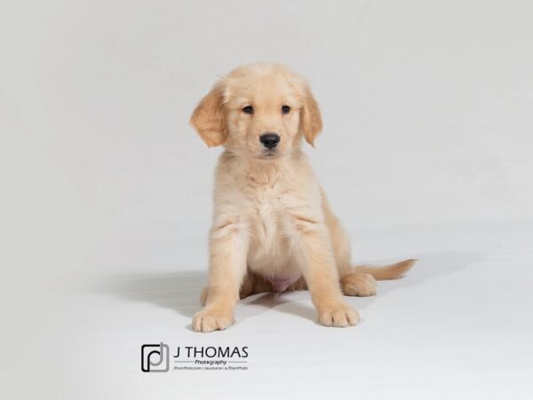 Golden Retriever-DOG-Male-Cream-17925-Petland Topeka, Kansas