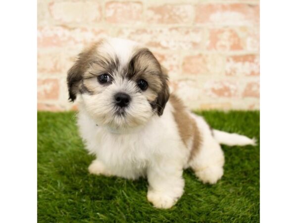 Shih Tzu DOG Female Gold / White 17928 Petland Topeka, Kansas