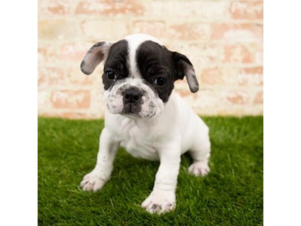 French Bulldog DOG Male Black 17926 Petland Topeka, Kansas