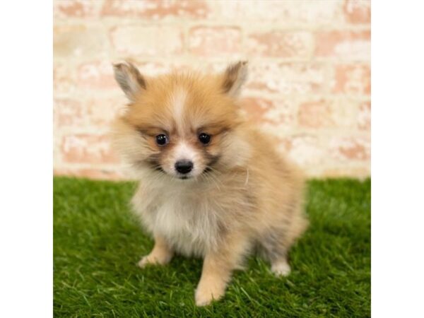 Pomeranian-DOG-Female-Orange-17927-Petland Topeka, Kansas