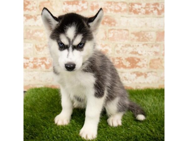 Siberian Husky DOG Female Black / White 17930 Petland Topeka, Kansas