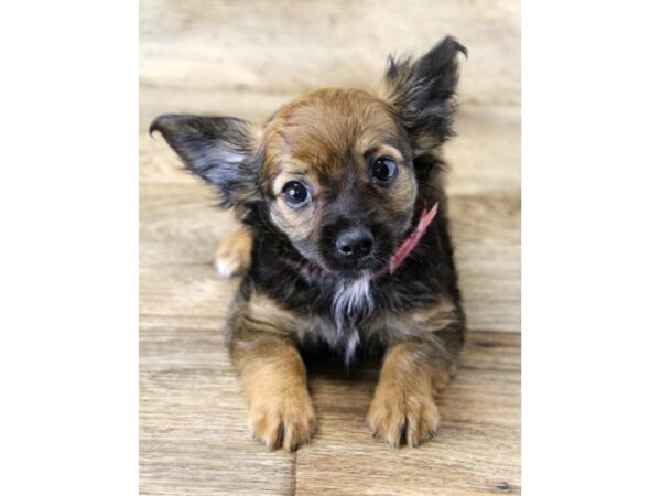 Chihuahua DOG Female Black Sabled Fawn 17936 Petland Topeka, Kansas