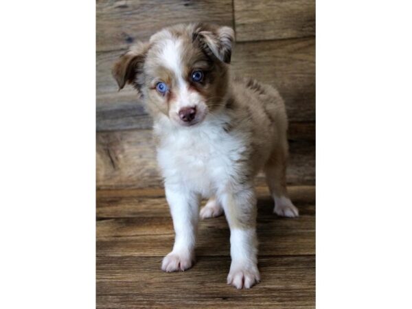 Miniature Australian Shepherd-DOG-Female-Red Merle-17938-Petland Topeka, Kansas