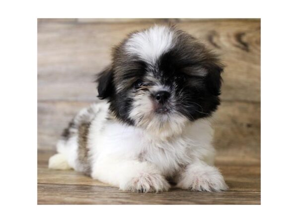 Shih Tzu-DOG-Male-Gold / White-17937-Petland Topeka, Kansas