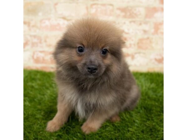 Pomeranian DOG Female Wolf Sable 17950 Petland Topeka, Kansas