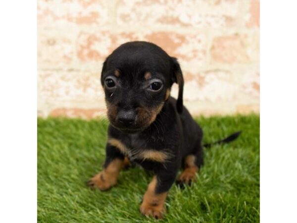 Dachshund-DOG-Male-Black / Tan-17958-Petland Topeka, Kansas