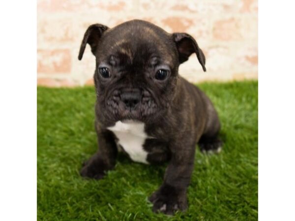 French Bulldog DOG Female Brindle 17959 Petland Topeka, Kansas