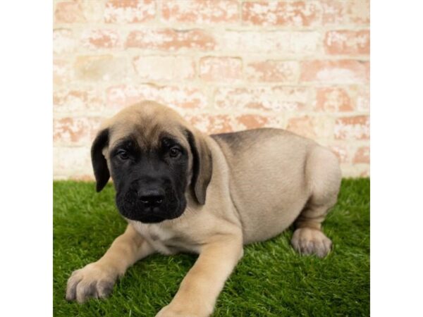 English Mastiff DOG Male Fawn 17956 Petland Topeka, Kansas