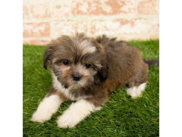 Lhasa Apso-DOG-Female-Golden-17949-Petland Topeka, Kansas