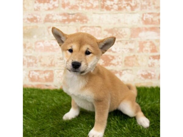 Shiba Inu DOG Female Red / White 17951 Petland Topeka, Kansas