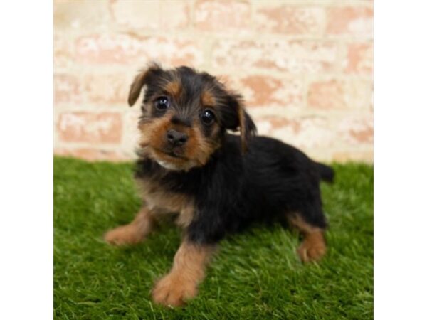 Silky Terrier-DOG-Female-Black / Tan-17954-Petland Topeka, Kansas