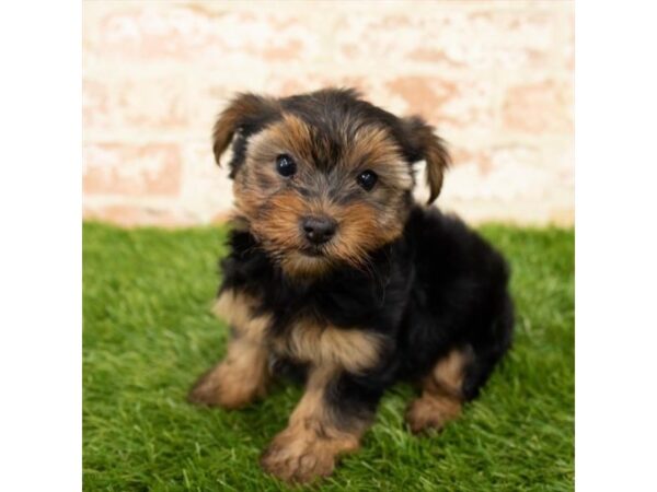 Yorkshire Terrier DOG Female Black / Tan 17955 Petland Topeka, Kansas