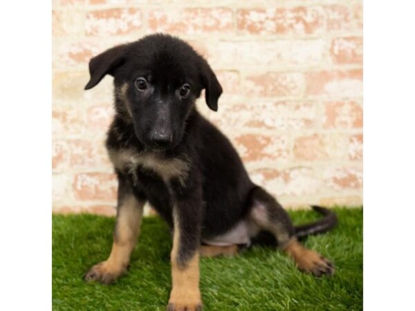 German Shepherd Dog DOG Female Black / Tan 17960 Petland Topeka, Kansas