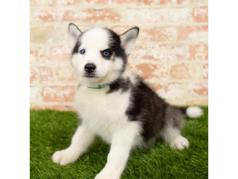 Siberian Husky-DOG-Female-Black / White-2798538-Petland Topeka, Kansas