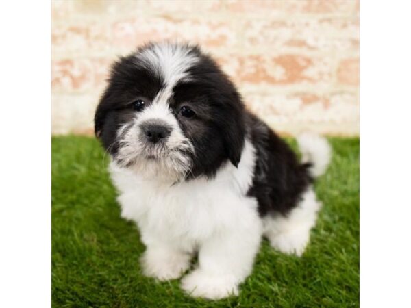 Shih Tzu DOG Female Black / White 17952 Petland Topeka, Kansas