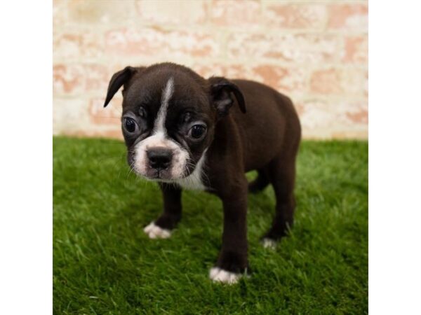 Boston Terrier DOG Female Seal / White 17961 Petland Topeka, Kansas