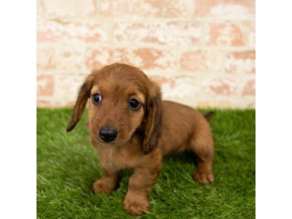 Dachshund DOG Female Red 17962 Petland Topeka, Kansas