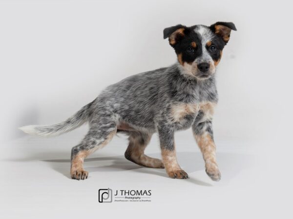 Australian Cattle Dog-DOG-Female--17948-Petland Topeka, Kansas